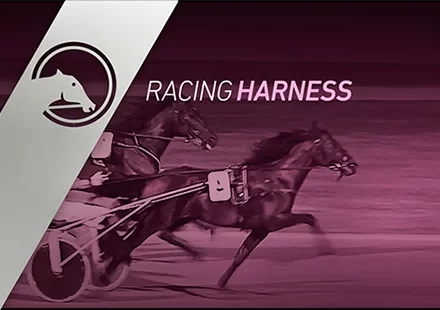 Racing Harness